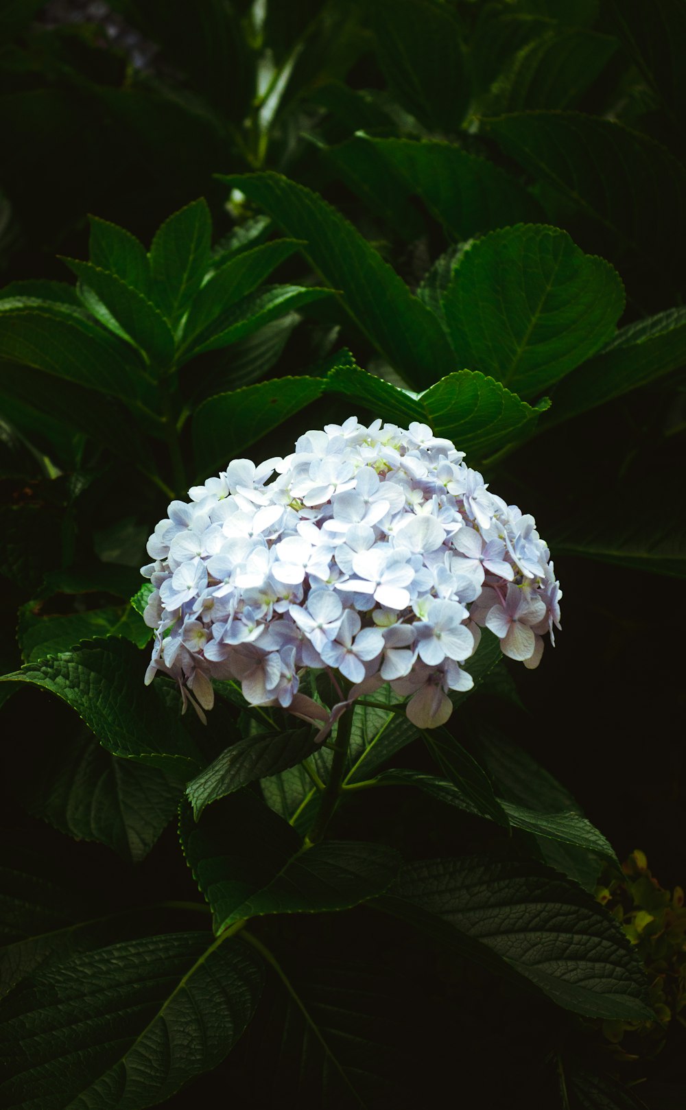 a close up of a blue and white flower