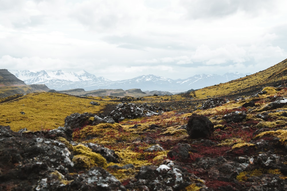 a rocky hillside covered in yellow and red moss