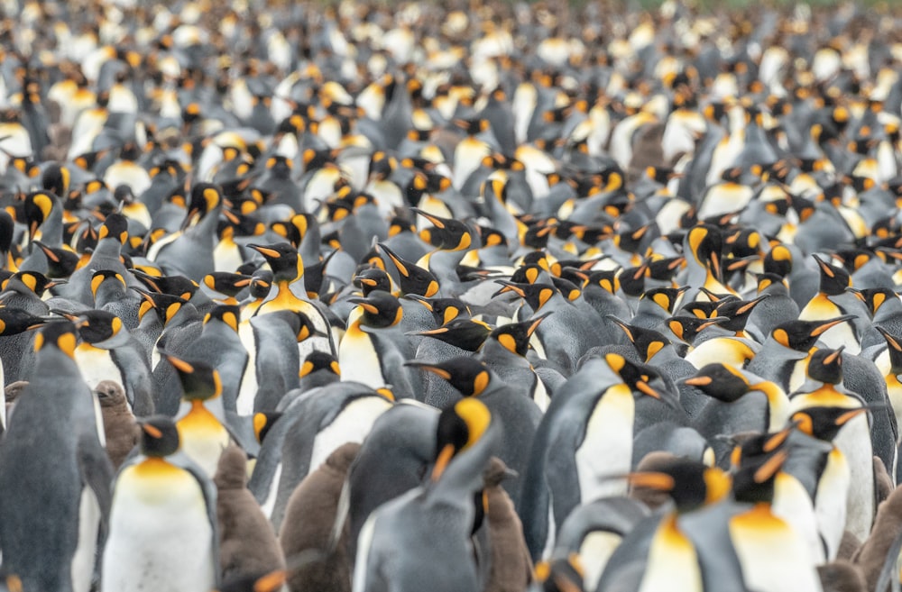 a large group of penguins are standing together