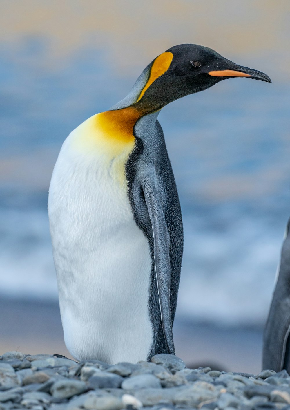 a penguin standing on a rocky beach next to the ocean