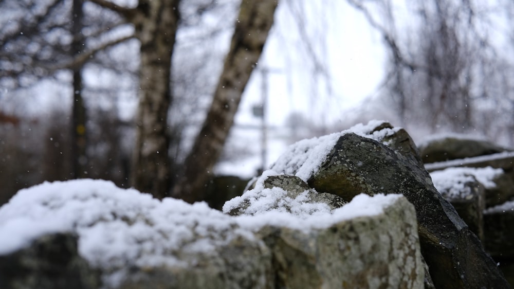 a pile of rocks covered in snow next to a tree