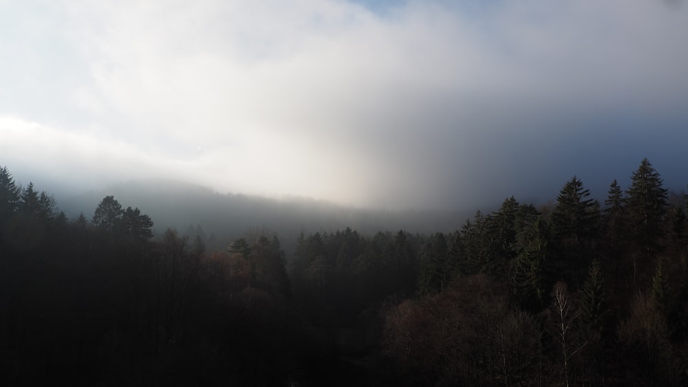 a foggy forest with trees and a mountain in the background