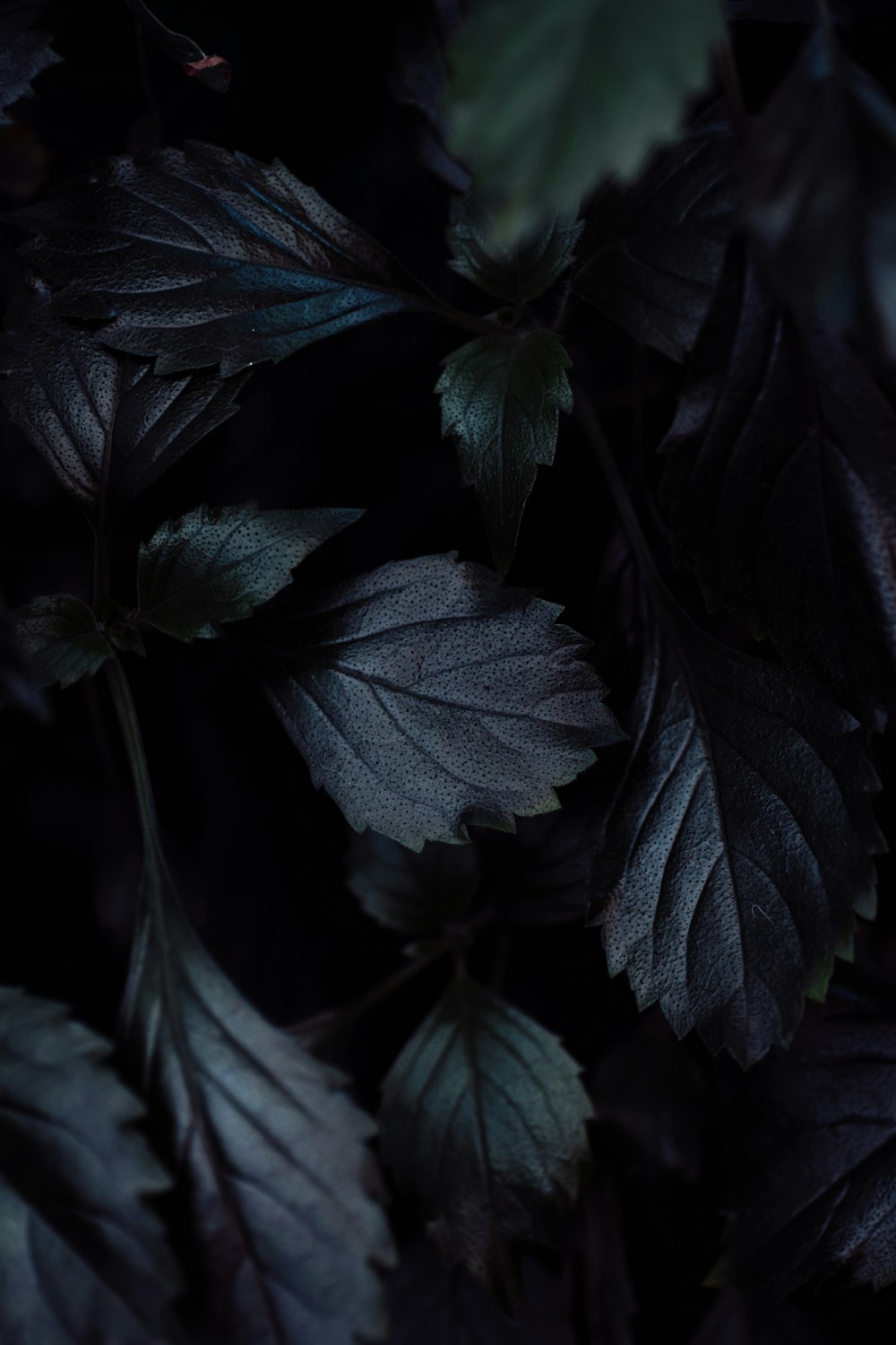 a close up of leaves on a tree