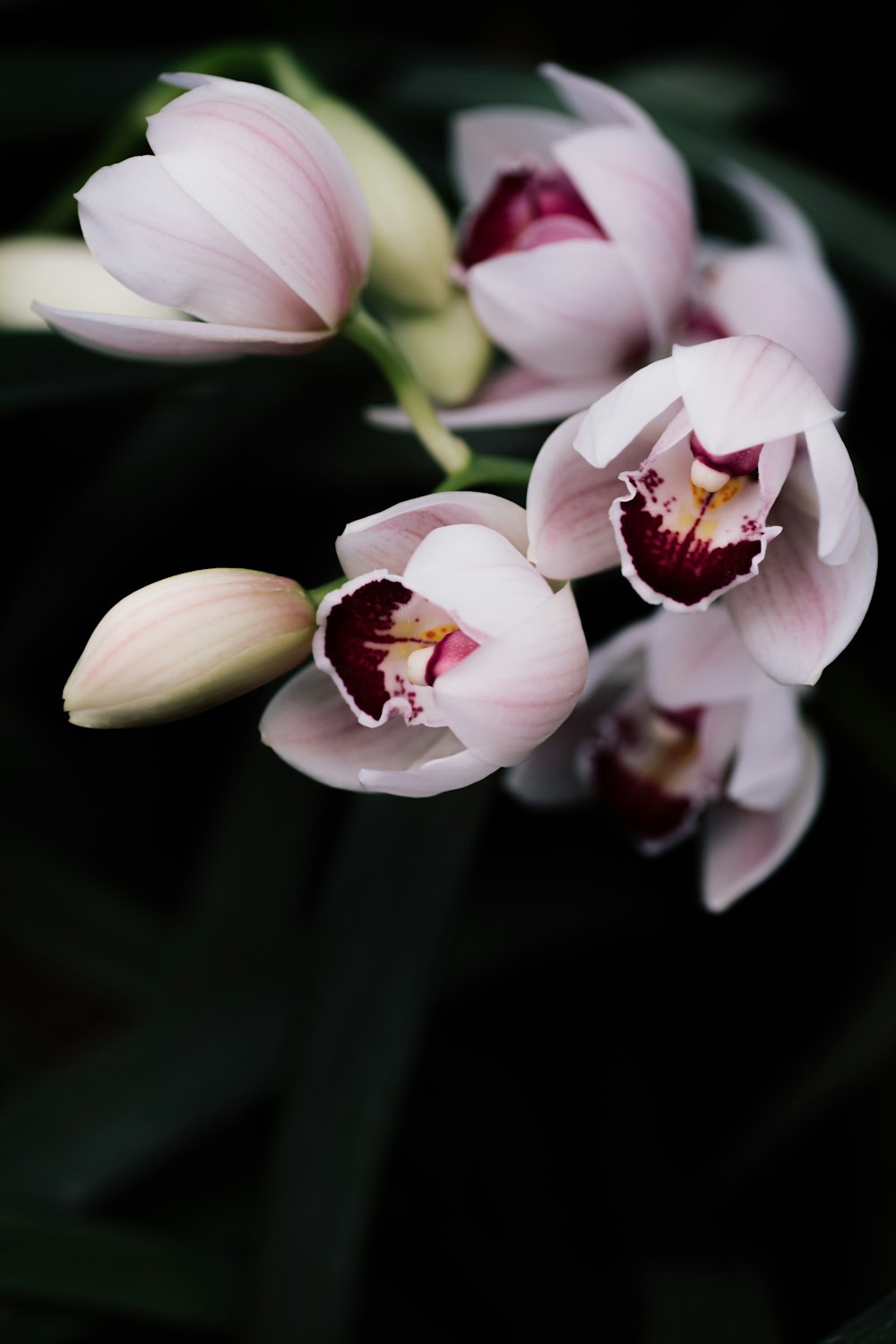 a group of pink flowers sitting on top of a green plant