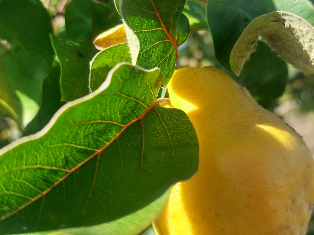 a close up of a yellow fruit on a tree
