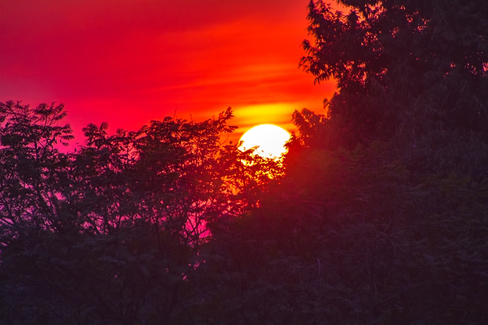 the sun is setting over the trees in the forest