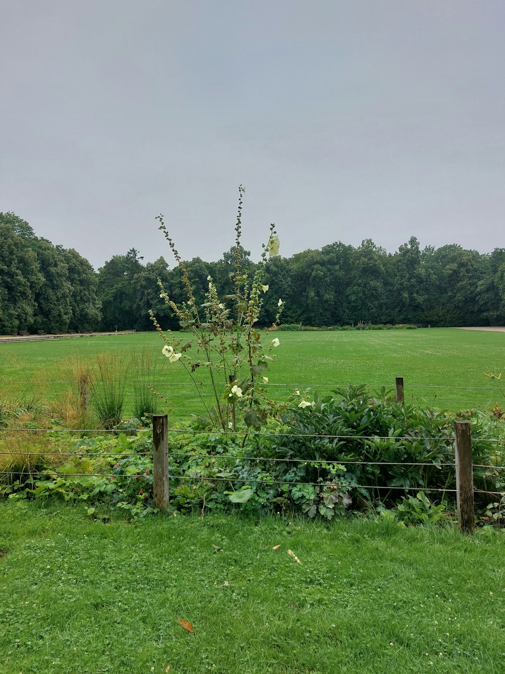 a tree in a field with a fence around it