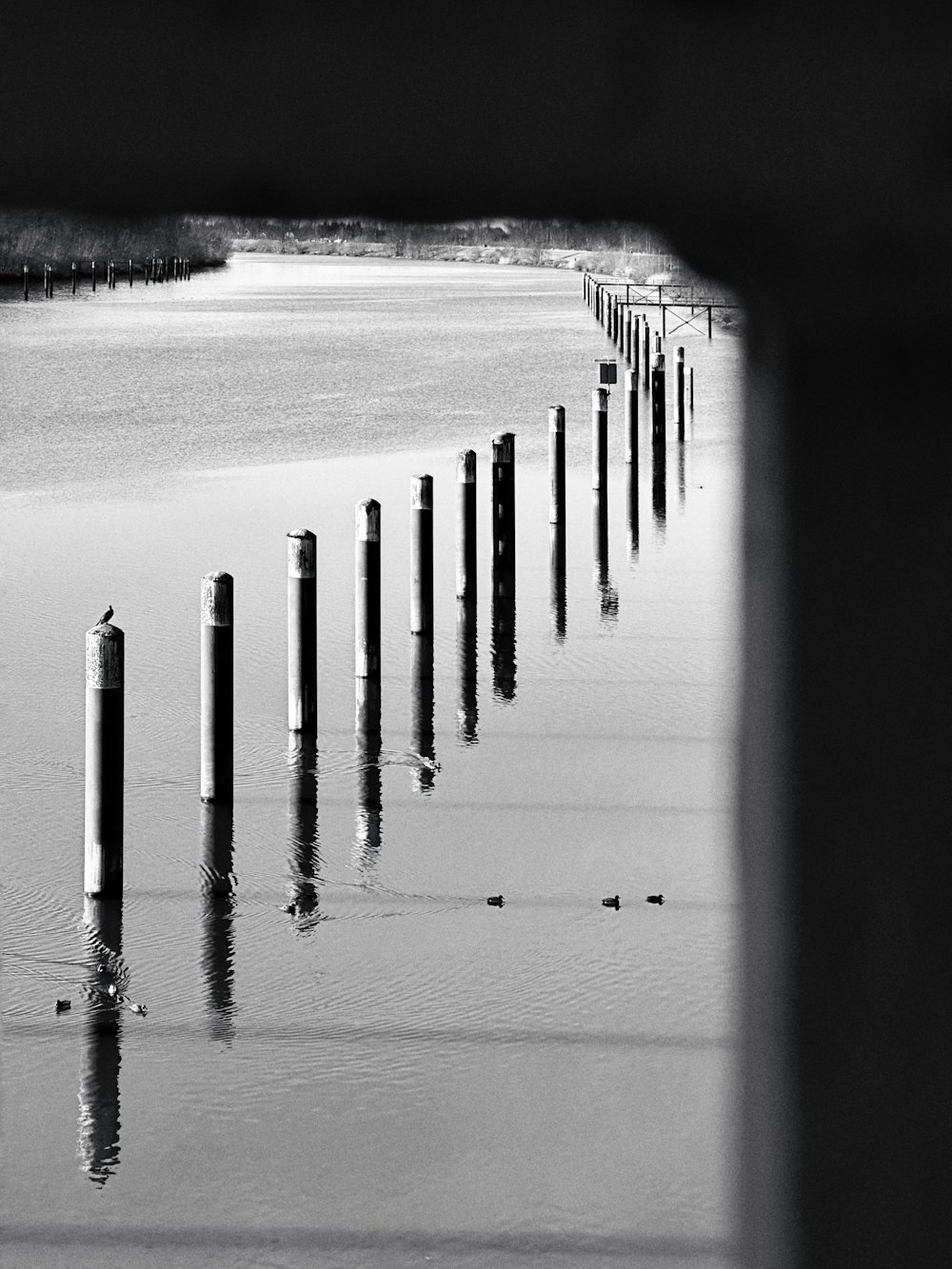 a bunch of poles sticking out of the water