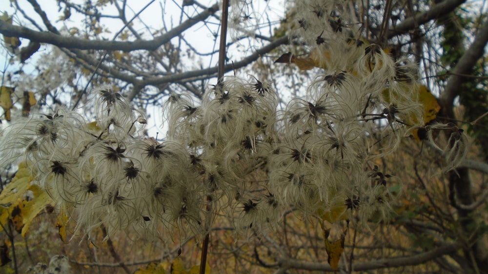 a bunch of white flowers hanging from a tree