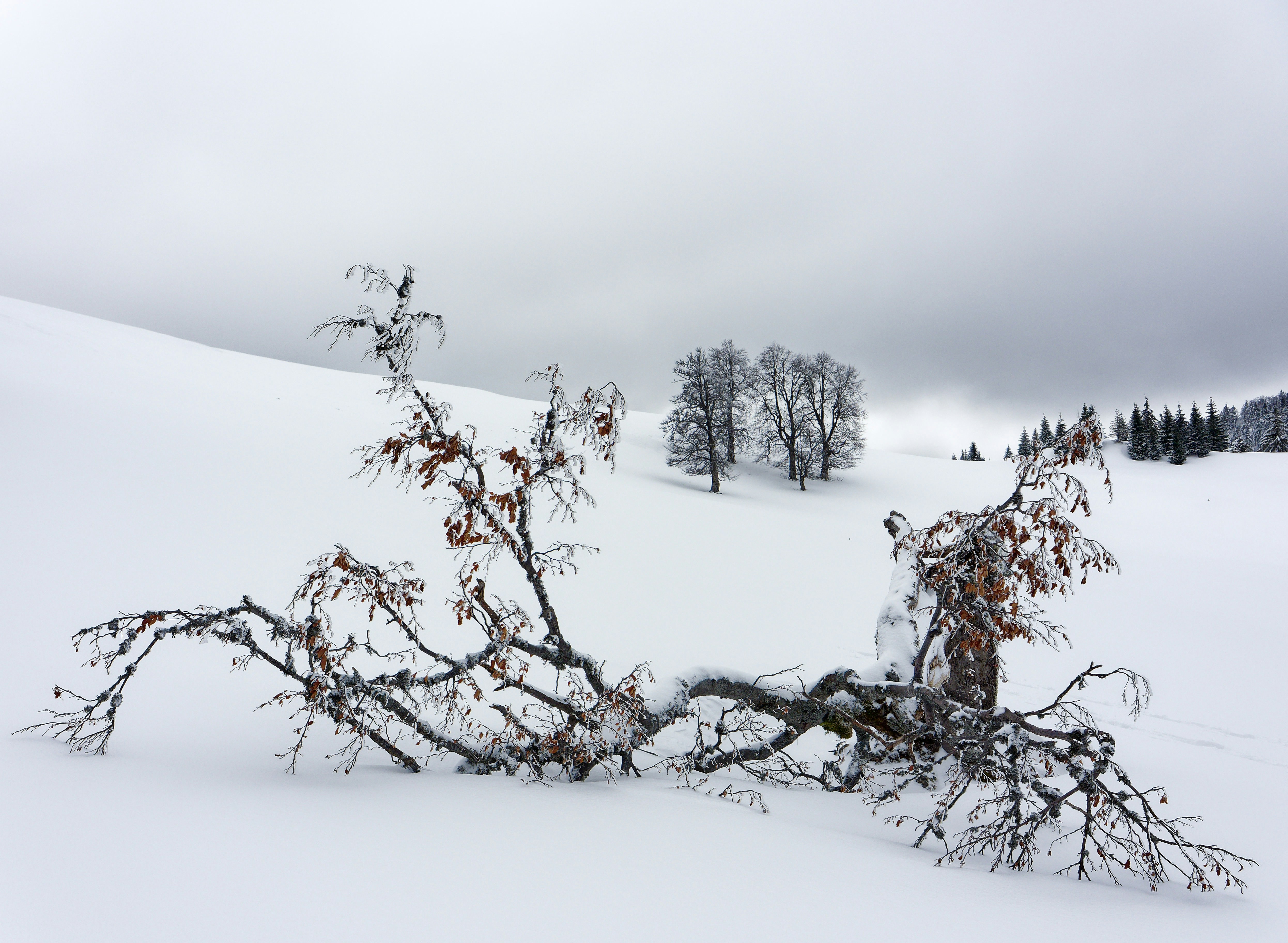 눈에 쓰러진 나무