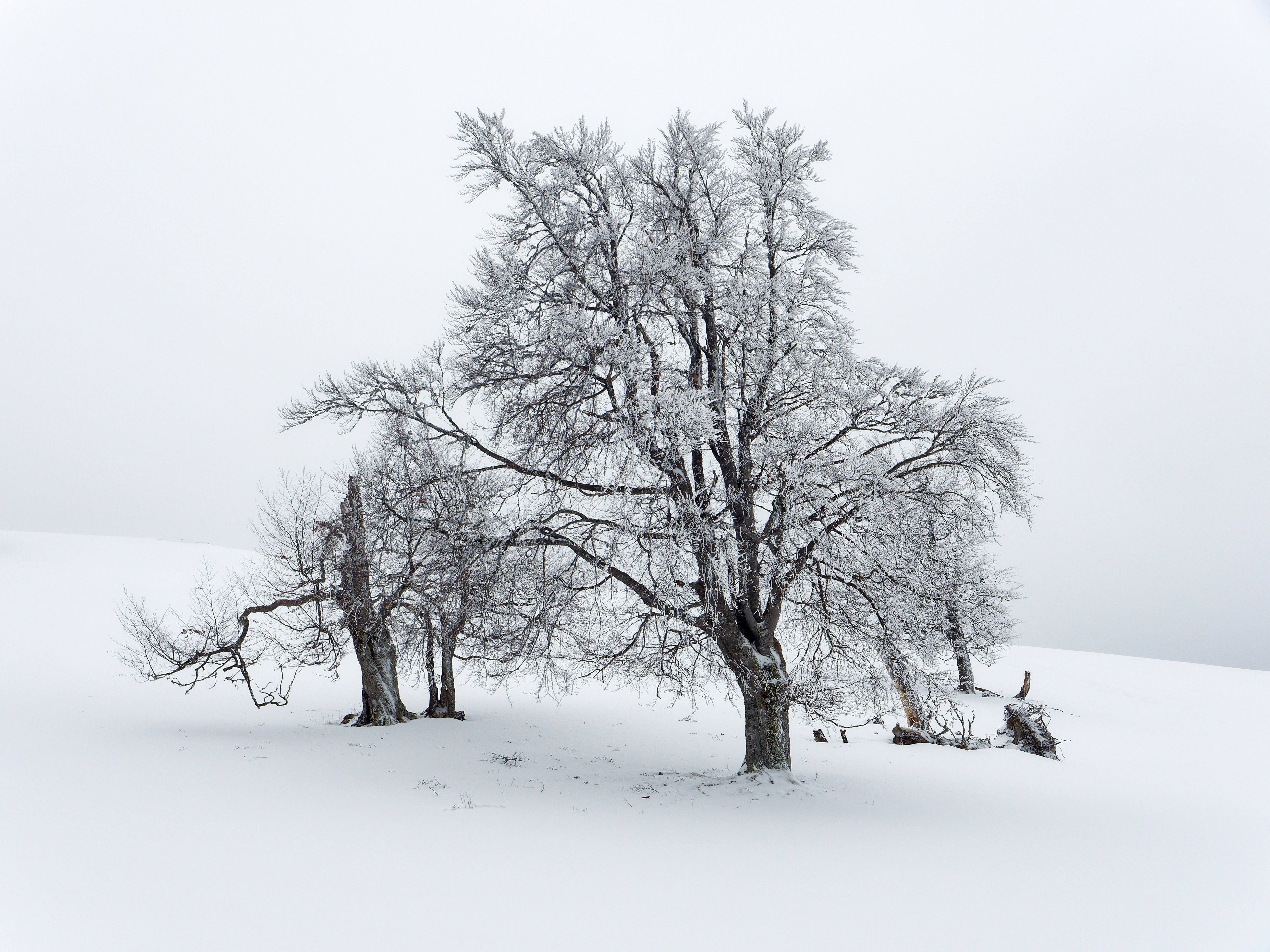 Arbre sur les hauteurs du lac Magadi au Kenya - Témoin du temps qui passe XV, image size:3000x2250