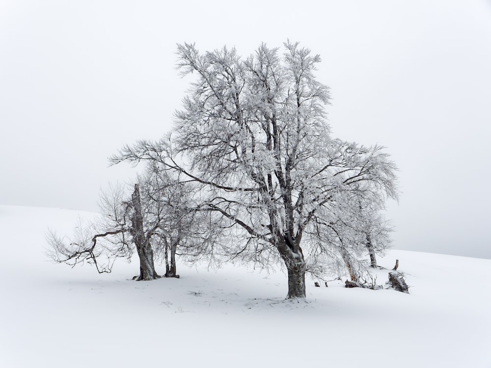 a group of trees covered in snow in a field