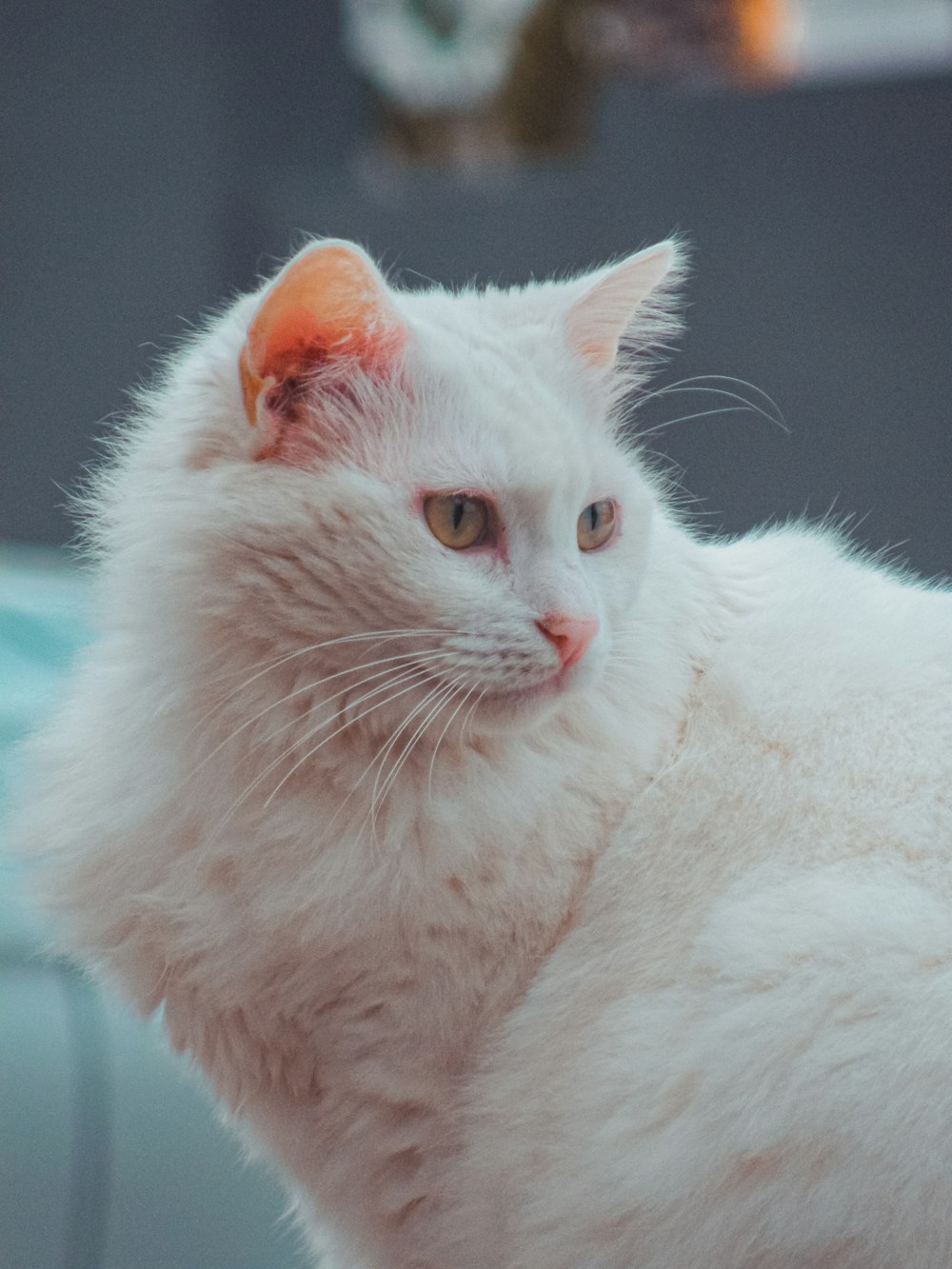 eine weiße Katze mit einem roten Fleck auf dem Kopf