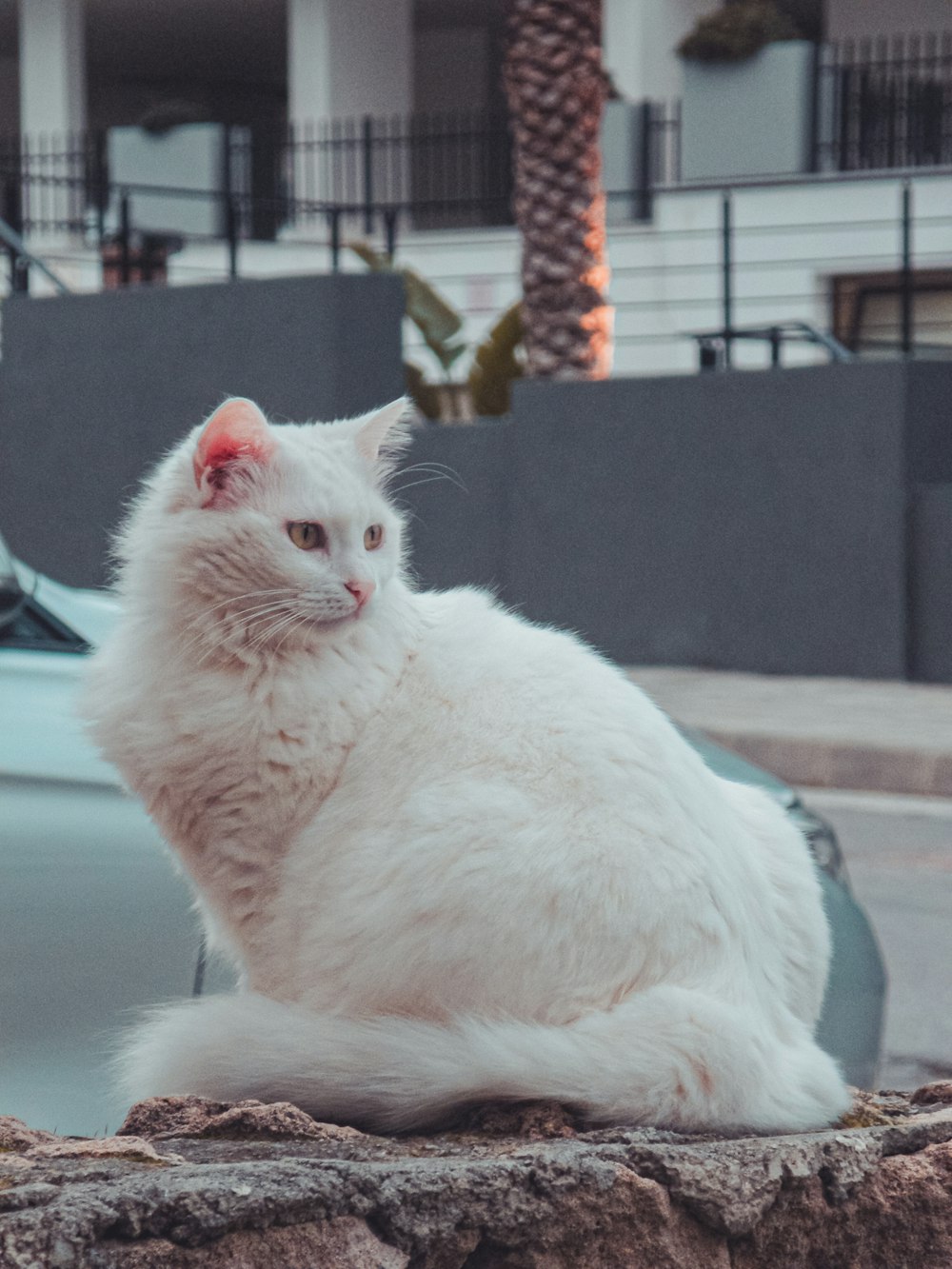 a white cat sitting on top of a rock