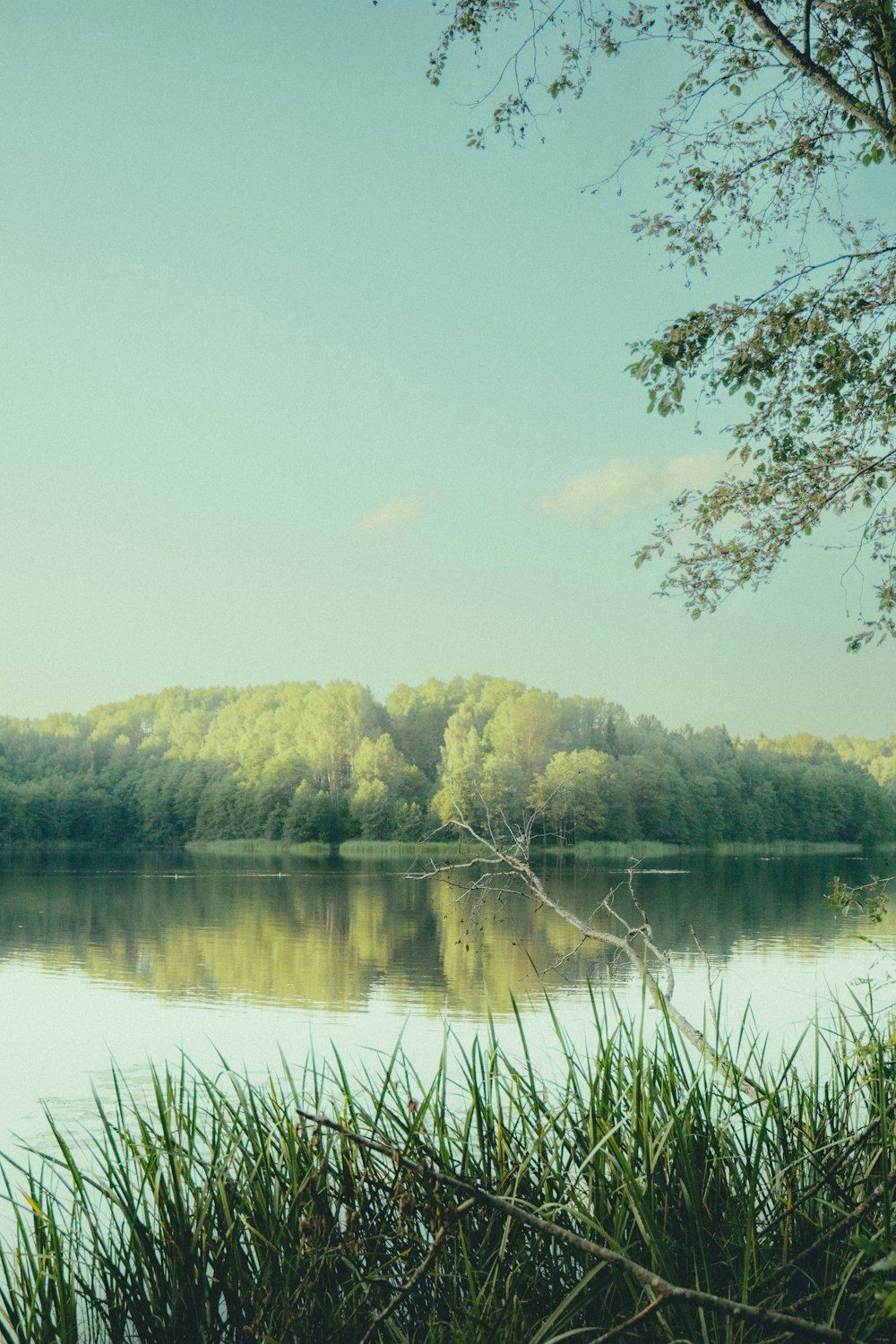 ein Gewässer, das von Bäumen und Gras umgeben ist