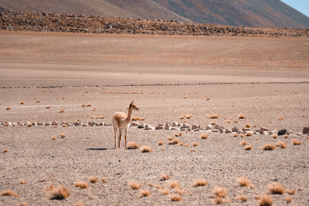 a small giraffe standing in the middle of a desert