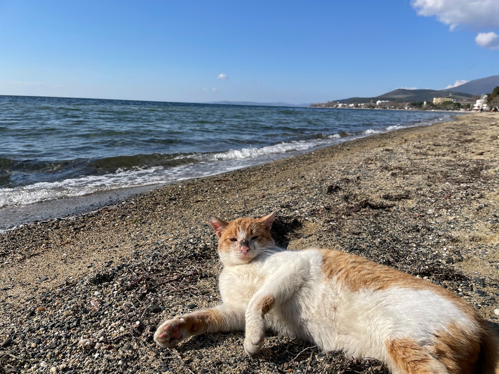 eine Katze, die an einem Strand neben dem Meer liegt