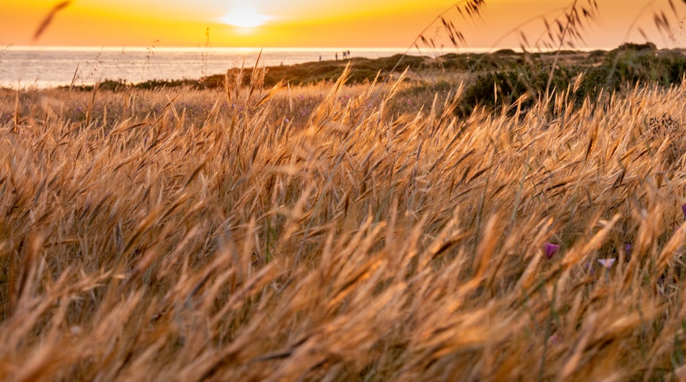 ein Feld mit hohem Gras und der untergehenden Sonne im Hintergrund