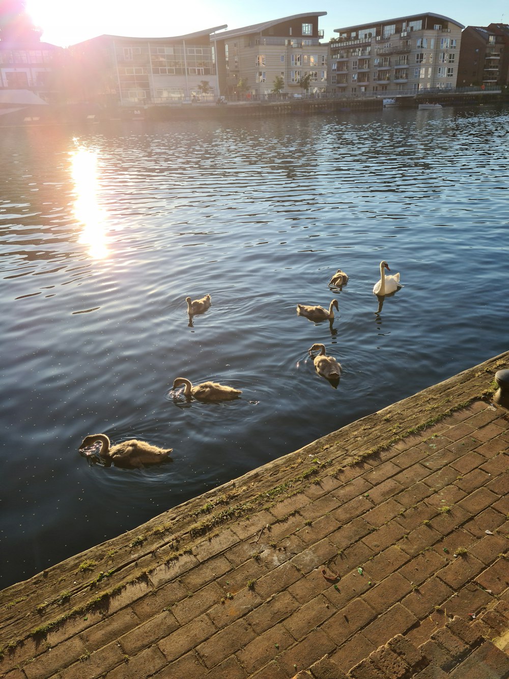 a flock of ducks floating on top of a lake