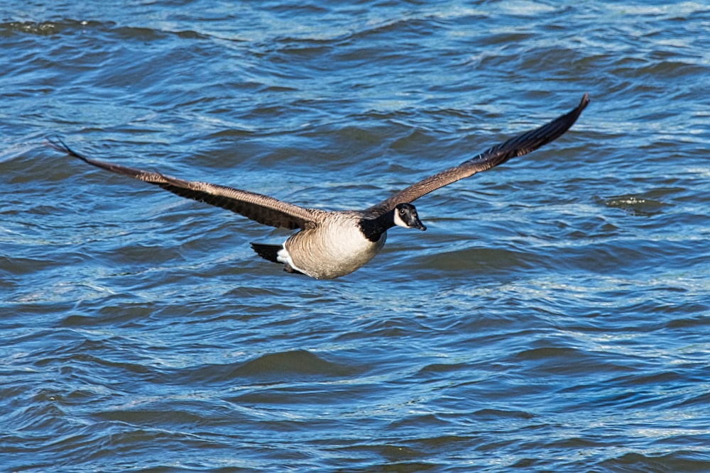 a bird flying over a body of water