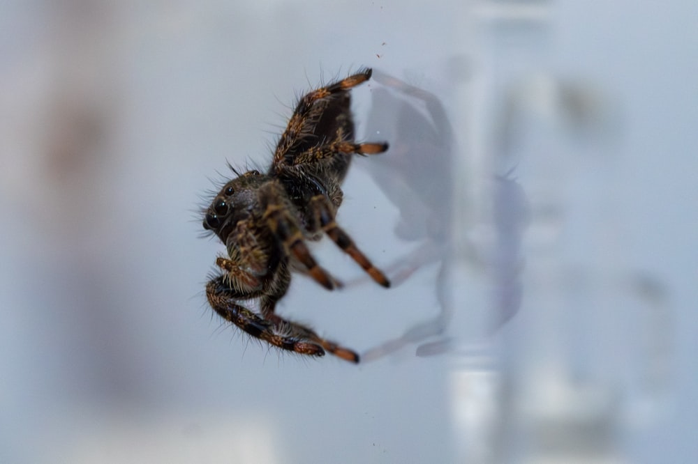 Nahaufnahme einer Spinne auf einer Fensterbank