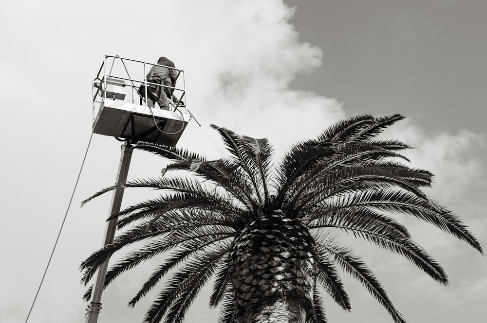 una palmera con un hombre en un ascensor