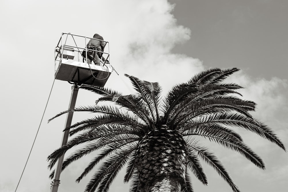 a palm tree with a man on a lift