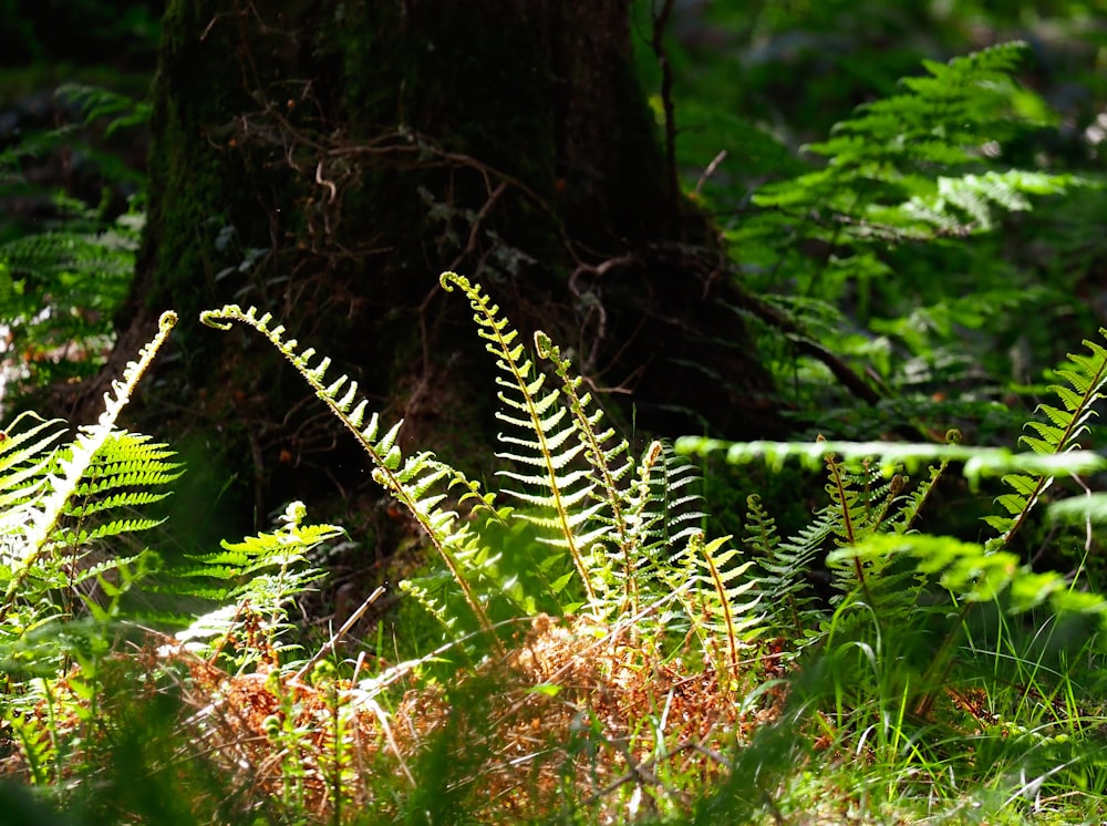 a fern is growing in the grass near a tree