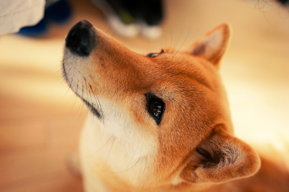 um close up de um cachorro em um chão de madeira