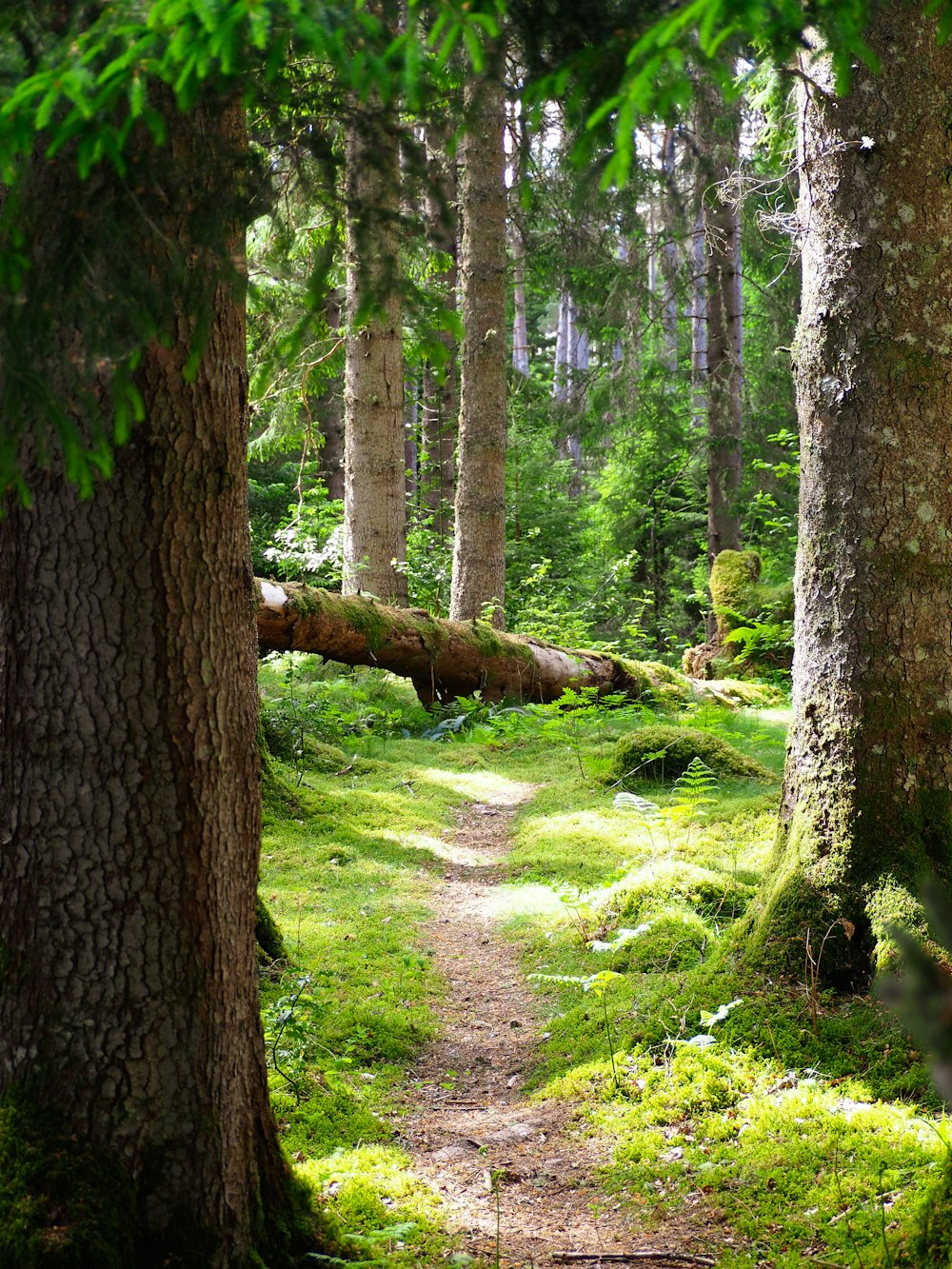 Un camino en el bosque con un árbol caído