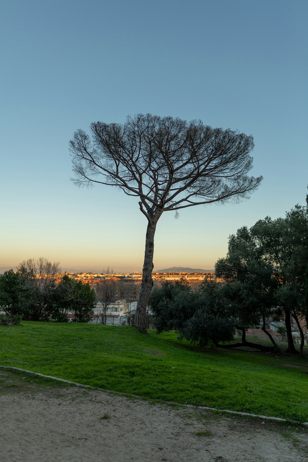 a lone tree in the middle of a grassy field