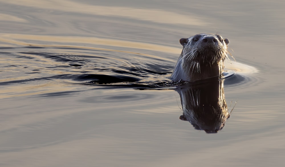 a beaver swimming in the water with its head above the water's surface