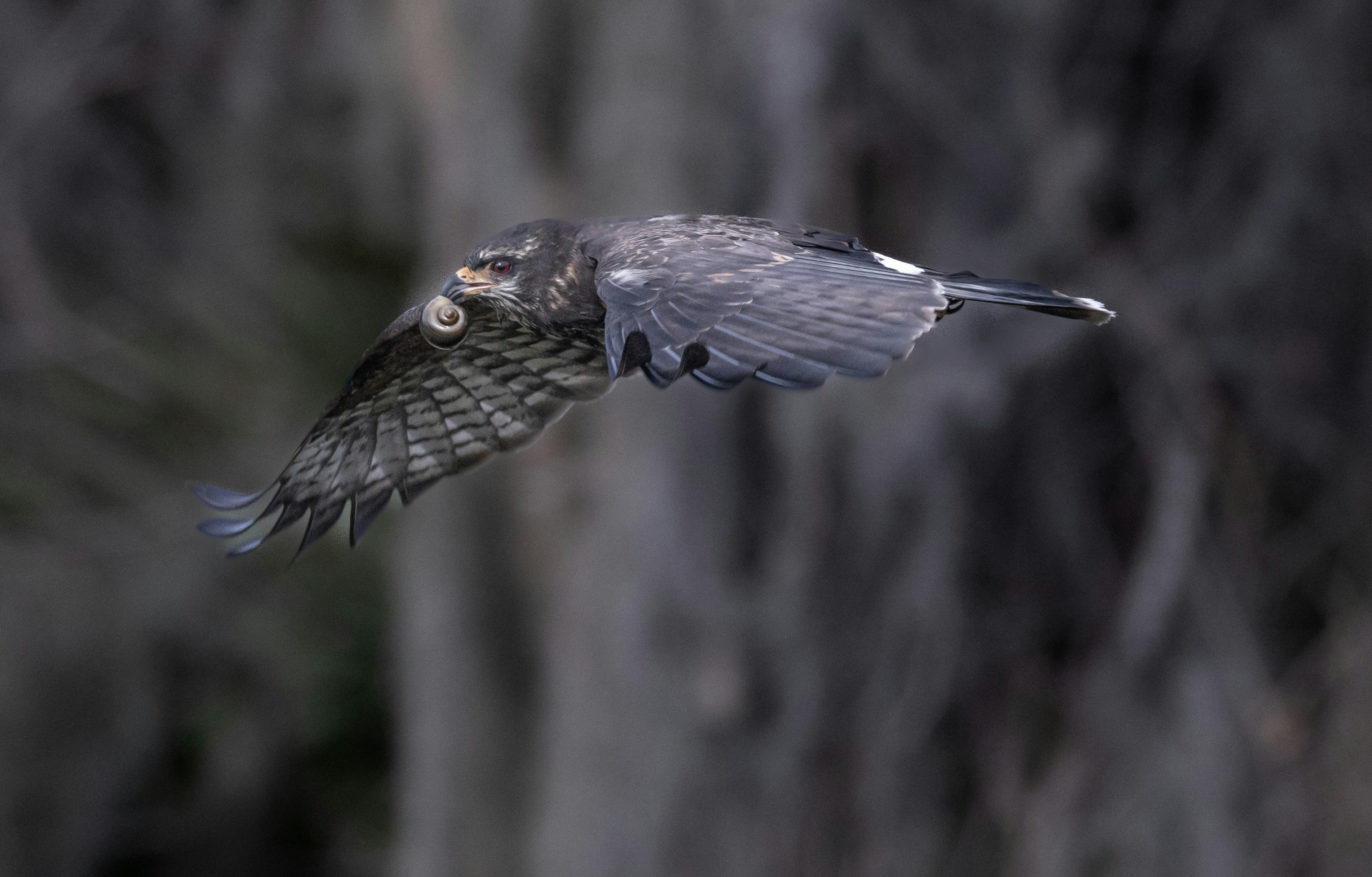 Snail Kite in flight.