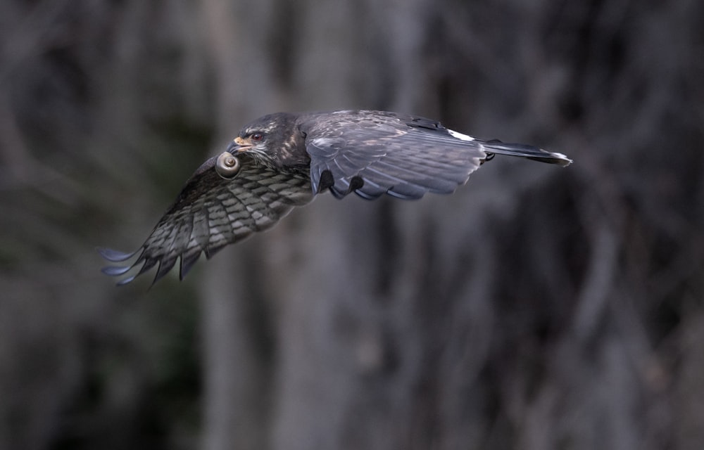 a bird that is flying through the air