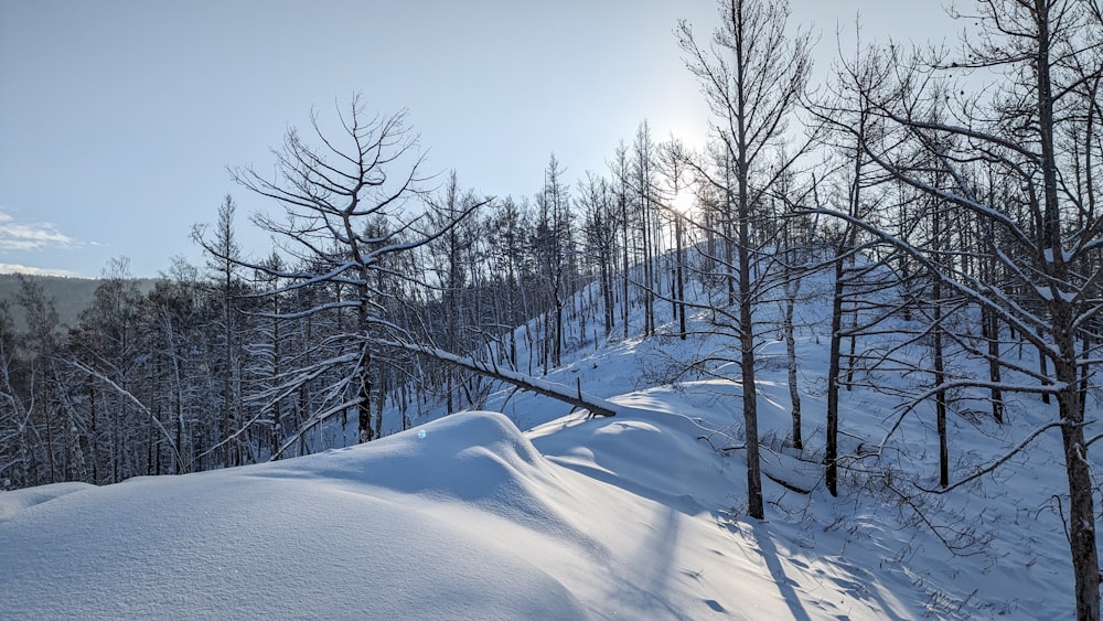 the sun shines through the trees on a snowy mountain