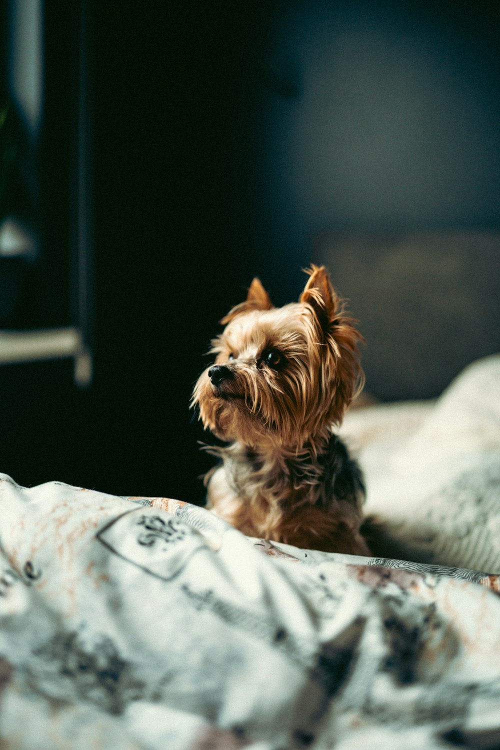 a small dog sitting on top of a bed