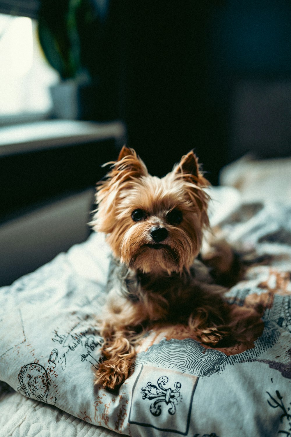 a small brown dog laying on top of a bed