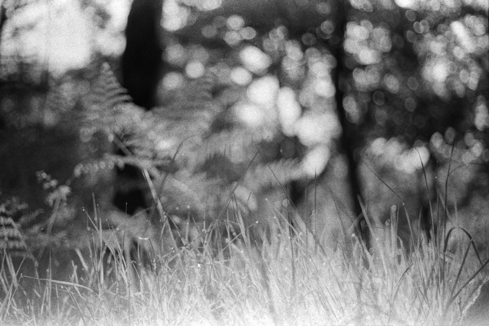 a black and white photo of grass and trees