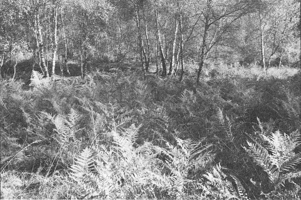 a black and white photo of a forest