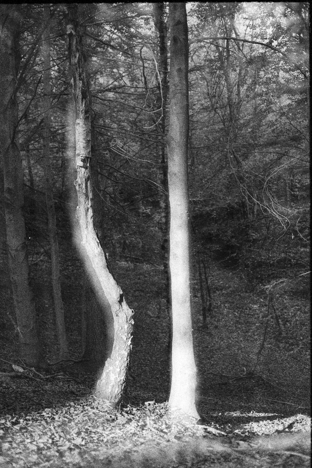 a black and white photo of a tree in the woods