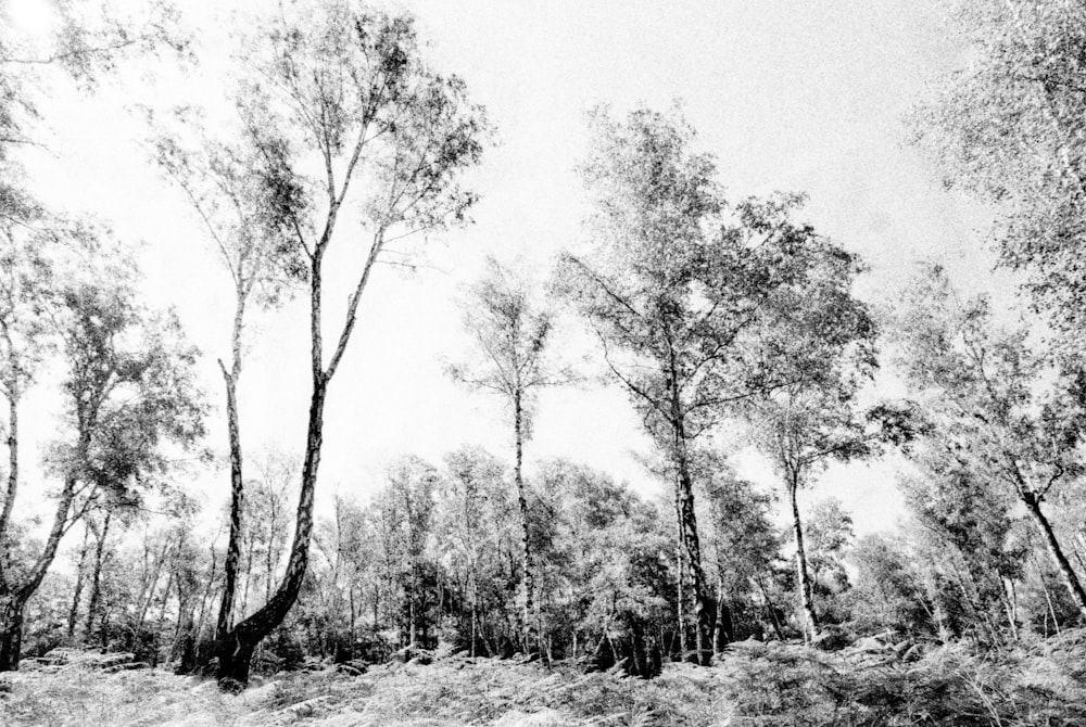 a black and white photo of trees in a forest