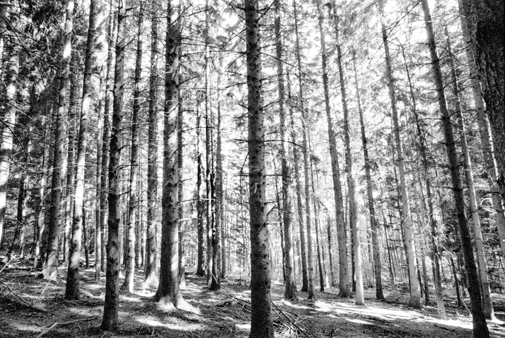 a black and white photo of a forest