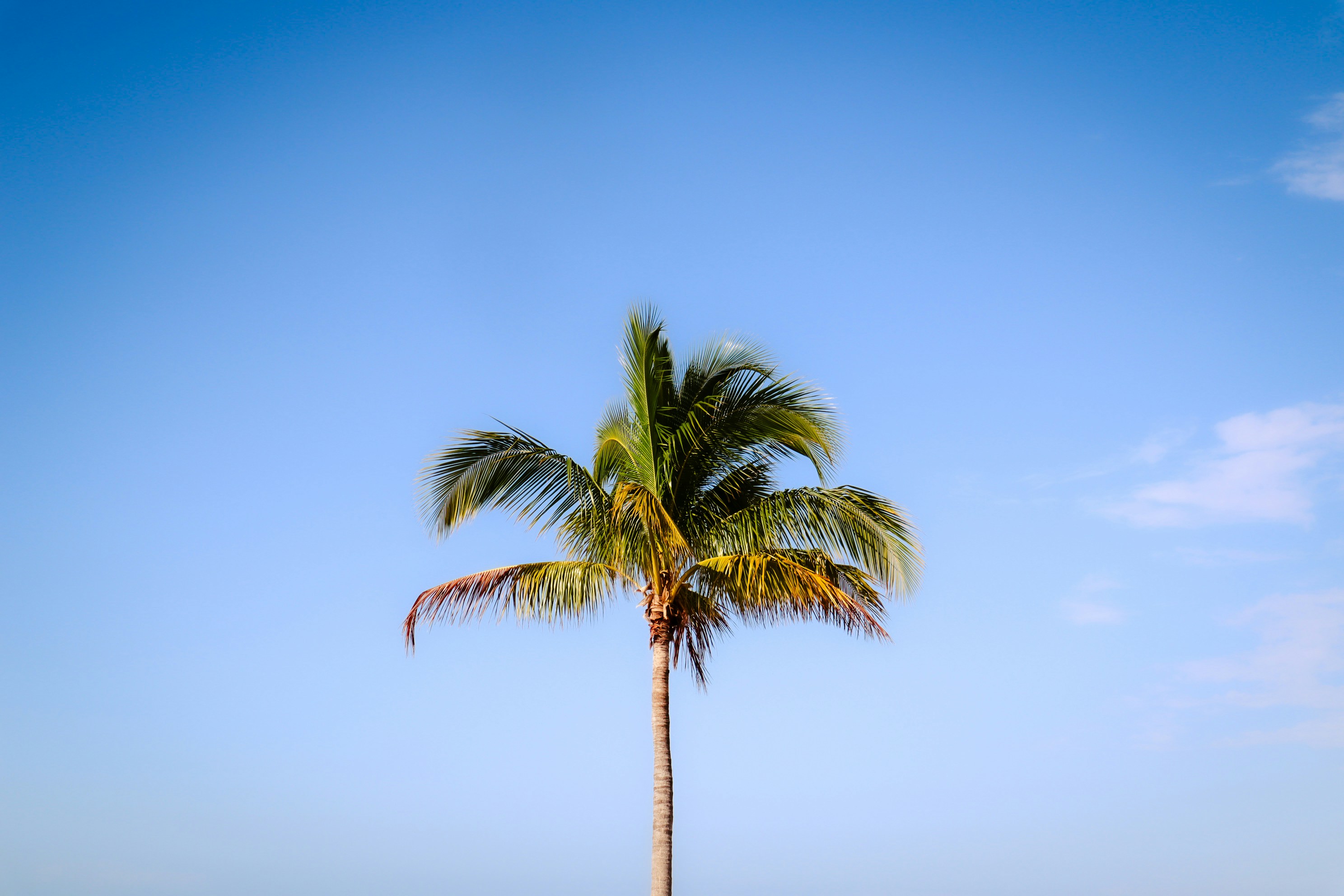 a palm tree with a blue sky in the background