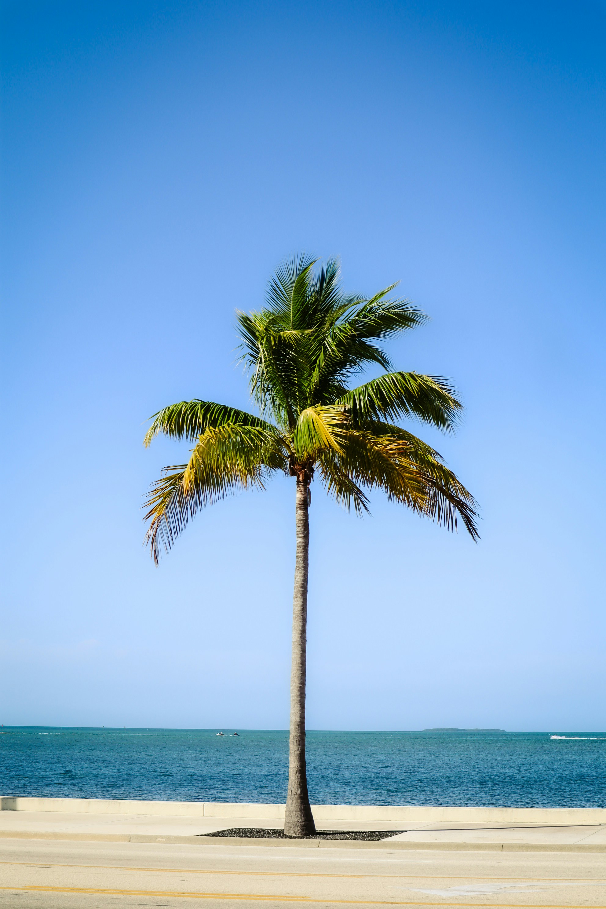 a palm tree on a beach with the ocean in the background
