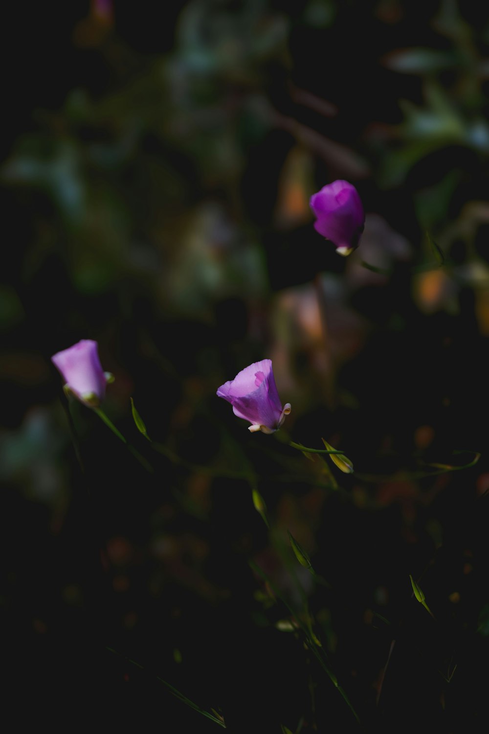 eine Gruppe violetter Blumen, die auf einem üppig grünen Feld sitzen