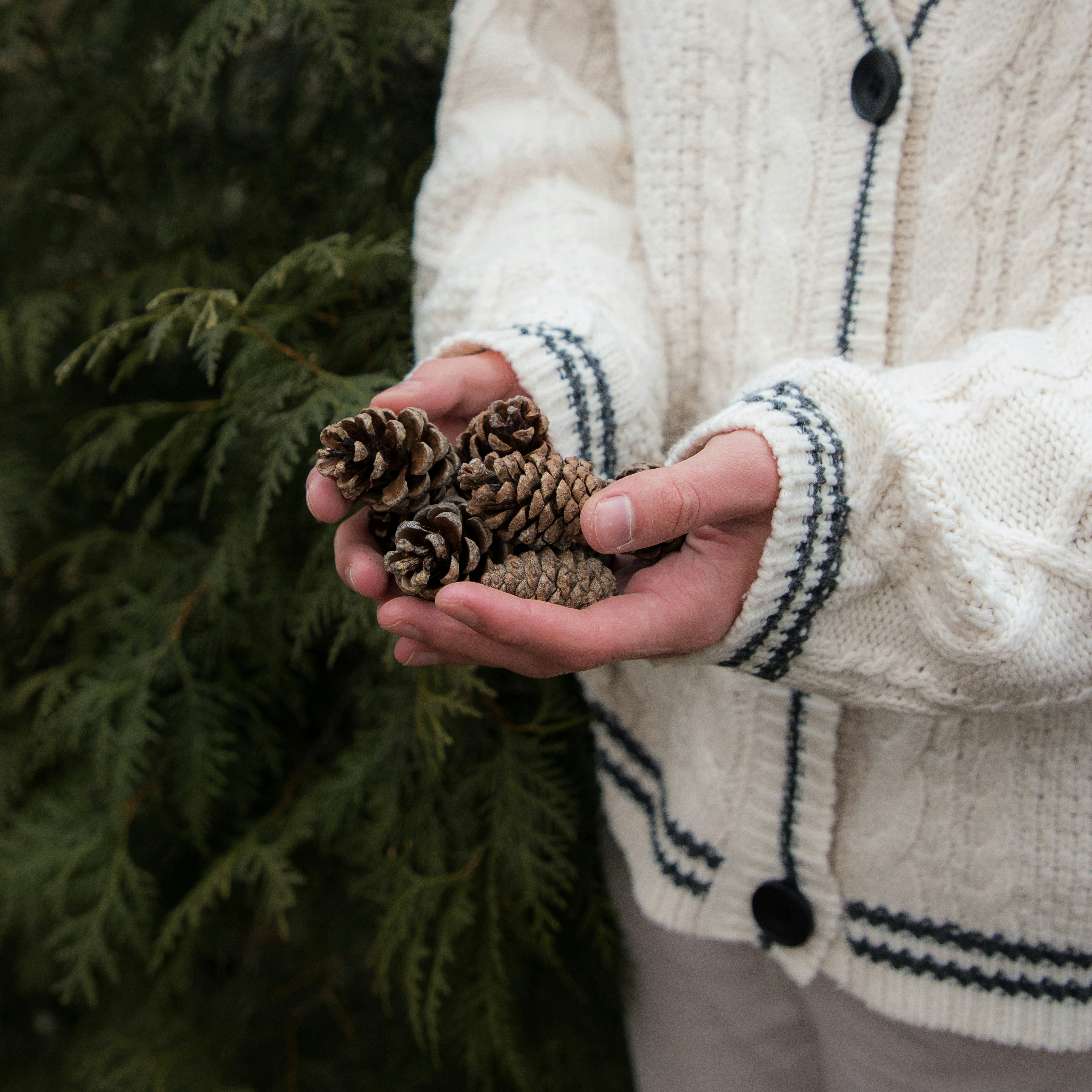 a person holding a pine cone in their hands