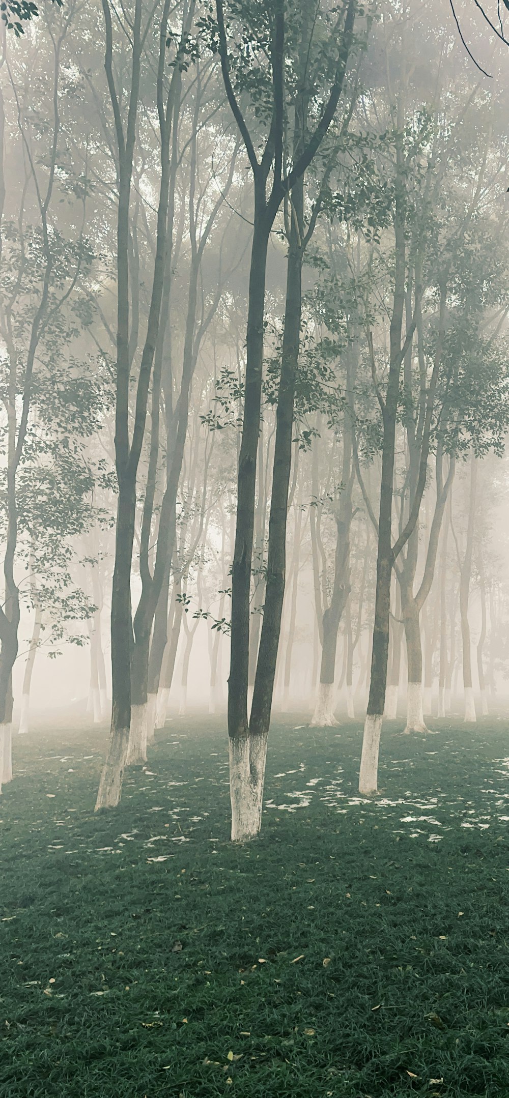 a foggy forest filled with lots of trees