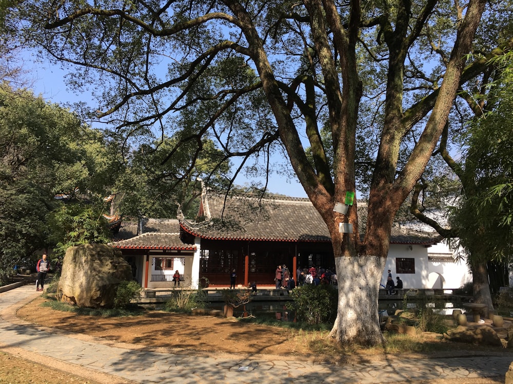 a white building with a tree in front of it