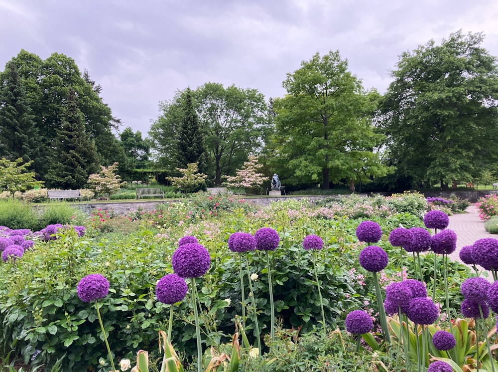 Um campo de flores roxas em um parque