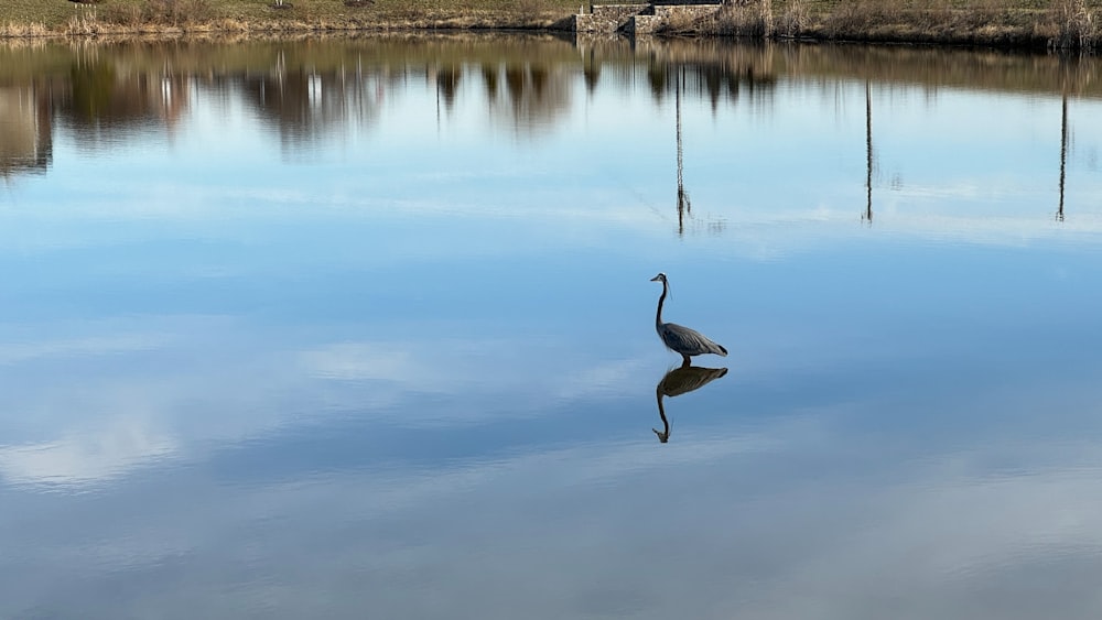a bird is standing in the middle of a lake